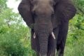 Inaugurata la giornata mondiale dell'elefante