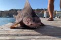 Trovato all'Isola d'Elba raro esemplare di pesce porco