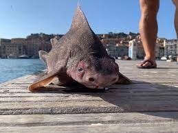 Trovato all’Isola d’Elba raro esemplare di pesce porco