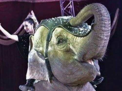 Morta Andra, elefantessa del Circo Orfei simbolo dello sfruttamento per il divertimento degli umani