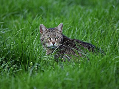 “Eliminare i gatti” per tutelare gli uccelli: la proposta shock del Presidente della Federazione Cacciatori francese