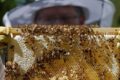L’apicoltore di Urbino è morto per cause naturali: non ha avuto shock anafilattico dopo attacco api