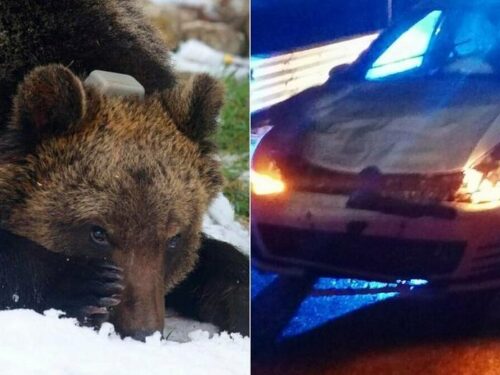 L’orso Juan Carrito è morto: investito e ucciso da un’auto. La ragazza alla guida: «È sbucato all’improvviso»